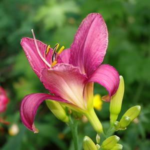 Hemerocallis Chicago Arnie's Choice